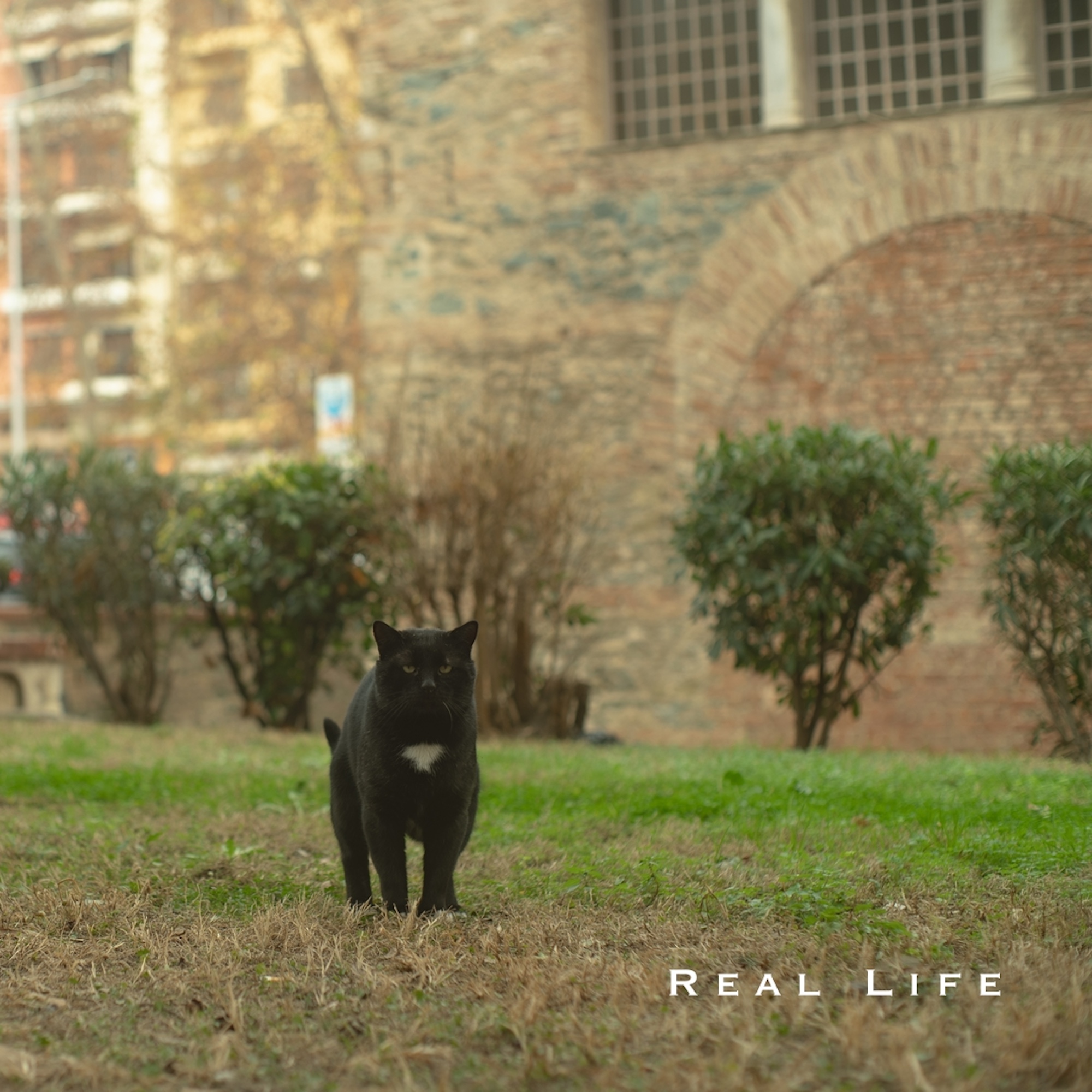 Cover of Piano Single "Real Life" by Hisato Tsuji